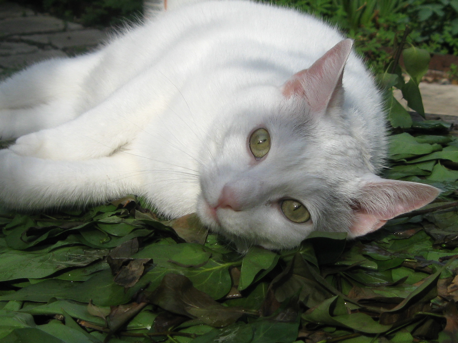 photo: white cat, prone